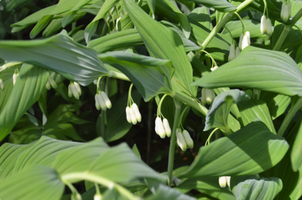 Polygonatum commutatum