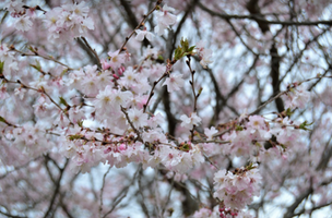 Prunus × yedoensis