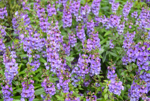 Angelonia angustifolia