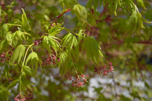 Acer palmatum 'Beni-kawa'