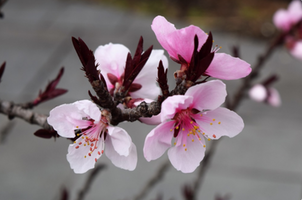 Prunus persica 'Bonfire'