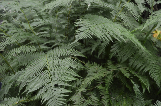 Athyrium filix-femina