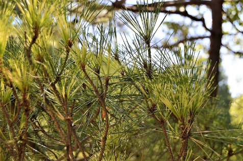 Pinus densiflora 'Oculus-draconis'