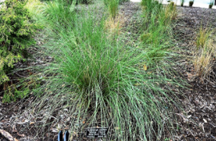 Muhlenbergia capillaris 'White Cloud'