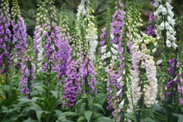 Digitalis purpurea