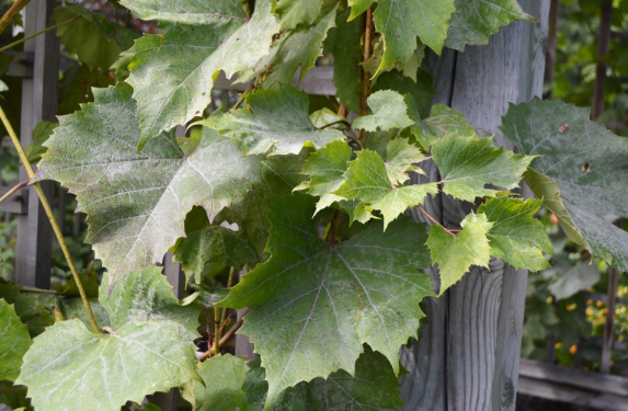 Vitis 'Beta'