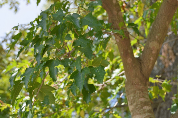 Acer tataricum subsp. ginnala 'Flame'