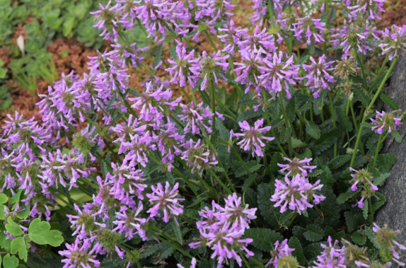 Stachys spathulata