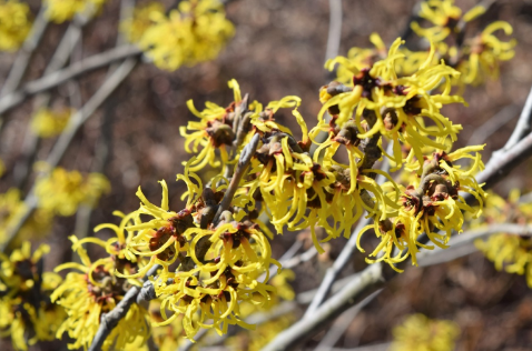 Hamamelis × intermedia 'Primavera'