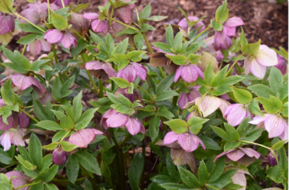 Helleborus 'Royal Heritage'