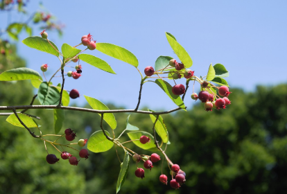 Amelanchier X Grandiflora 'Autumn Brilliance' - Gardening Plants ...