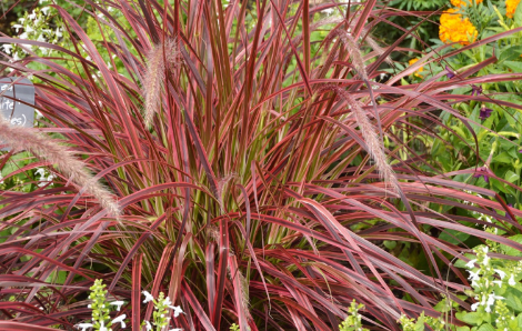 Pennisetum setaceum 'Fireworks'