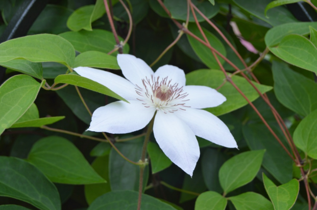 Clematis 'Henryi'