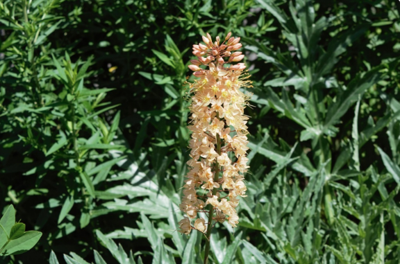 Eremurus himalaicus