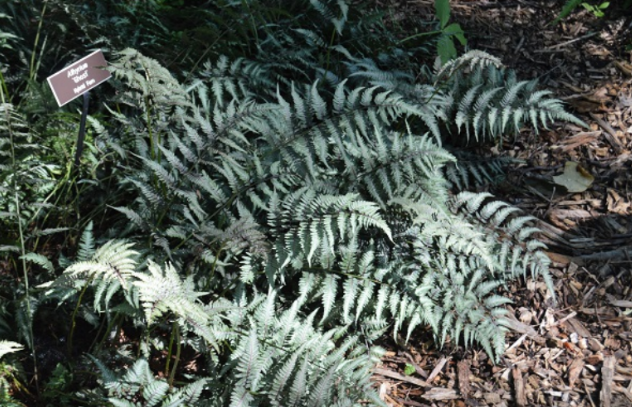 Athyrium 'Ghost'