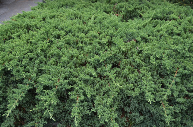 Juniperus procumbens 'Green Mound'