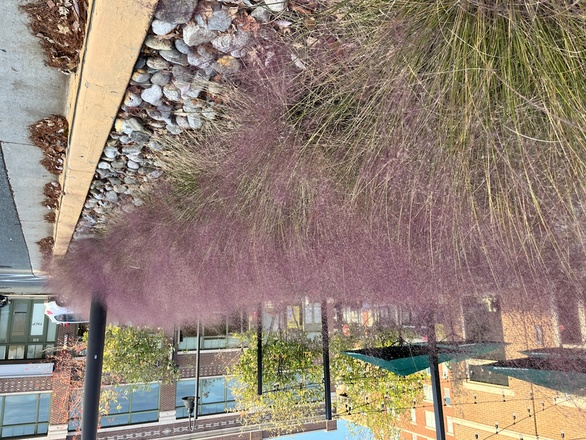 Muhlenbergia capillaris