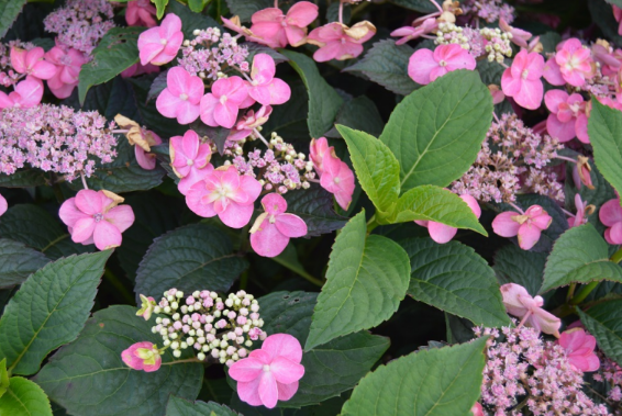 Hydrangea serrata 'Tuff Stuff'