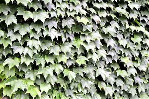 Parthenocissus tricuspidata