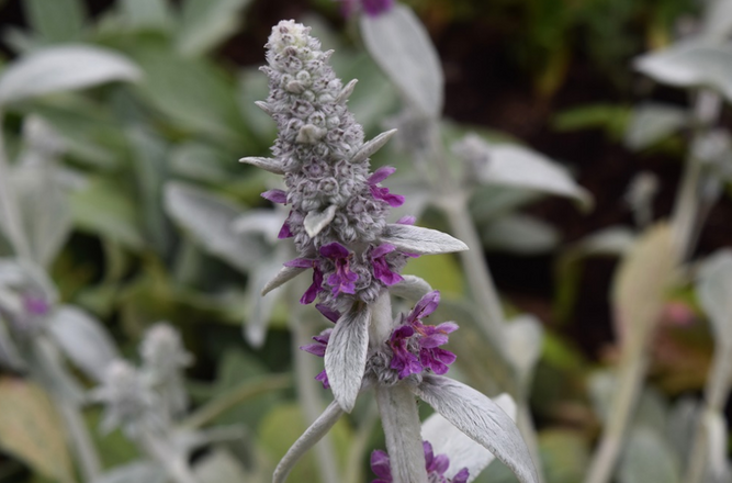 Stachys byzantina