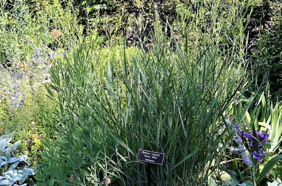 Panicum virgatum 'Heavy Metal'