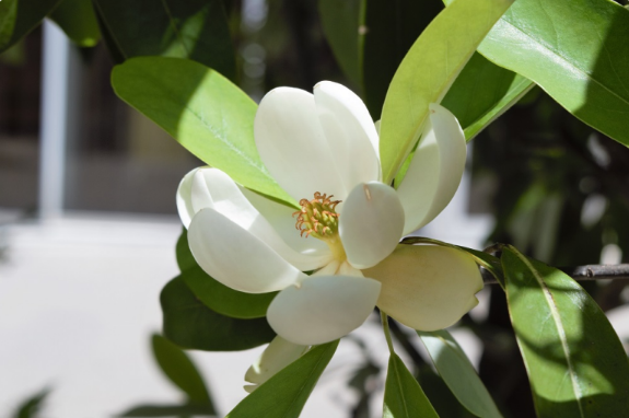 Magnolia virginiana 'Jim Wilson'