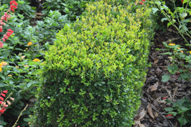 Buxus microphylla var. japonica 'Morris Midget'