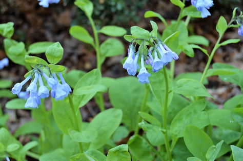 Mertensia virginica