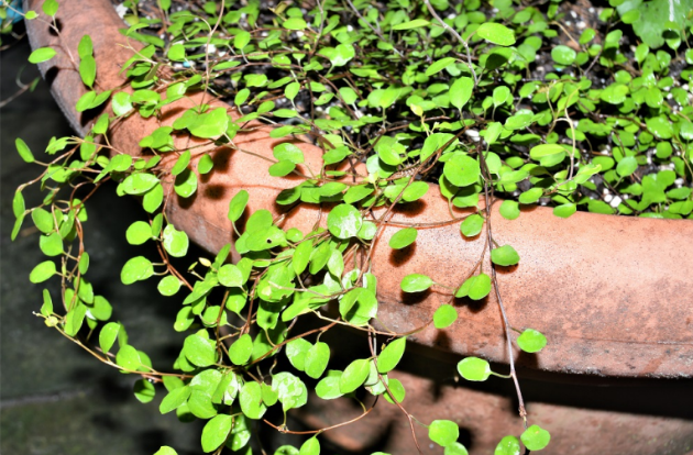 Muehlenbeckia axillaris