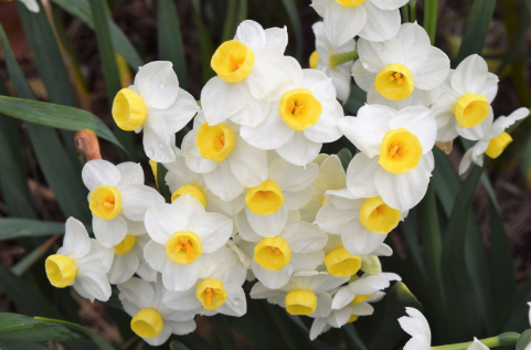 Narcissus 'Avalanche'