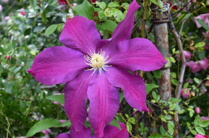 Westerplatte Clematis