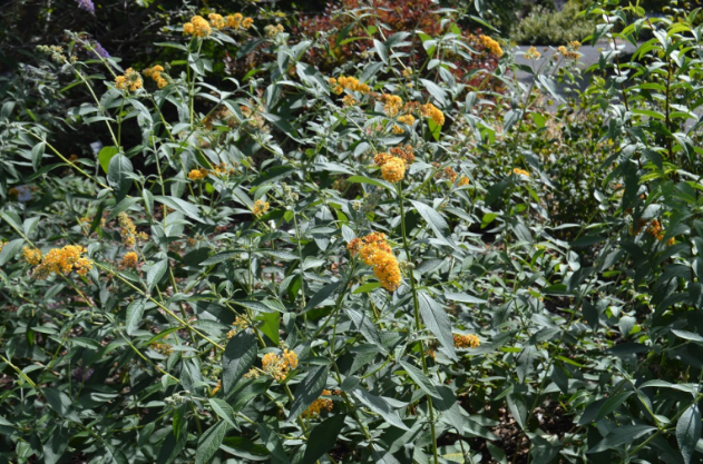 Buddleja 'Honeycomb'