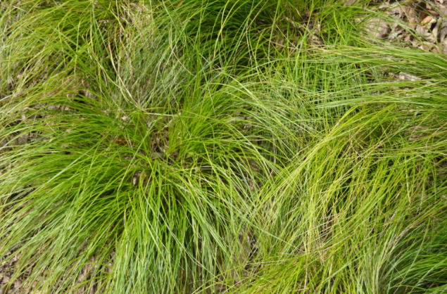 Carex albicans