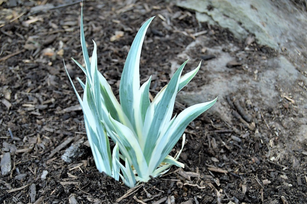 Iris pallida 'Variegata'