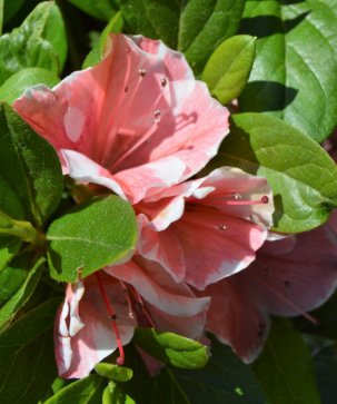 Rhododendron 'Autumn Sunburst'