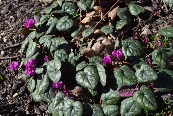 Cyclamen coum