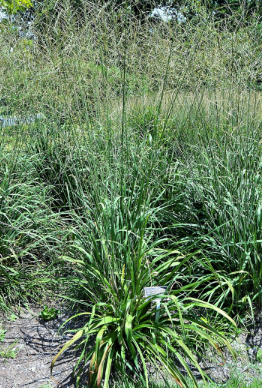 Molinia arundinacea 'Skyracer'