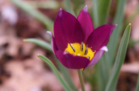 Tulipa pulchella 'Persian Pearl'