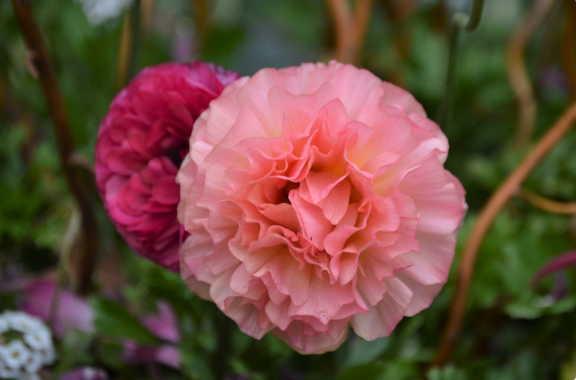 Ranunculus asiaticus