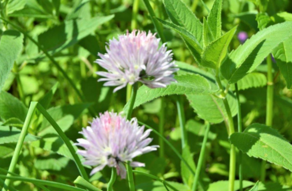 Allium schoenoprasum