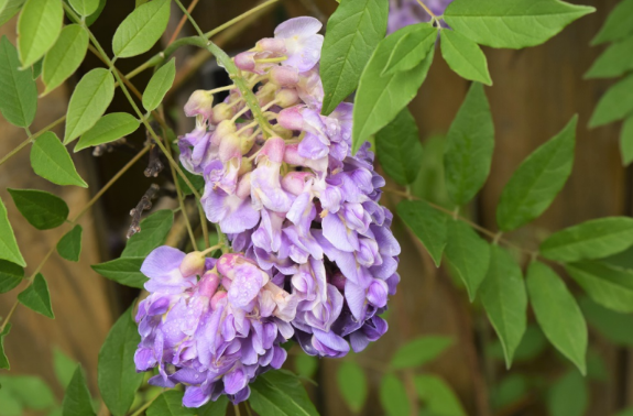 Wisteria frutescens