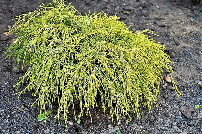 Chamaecyparis pisifera 'Golden Mop'