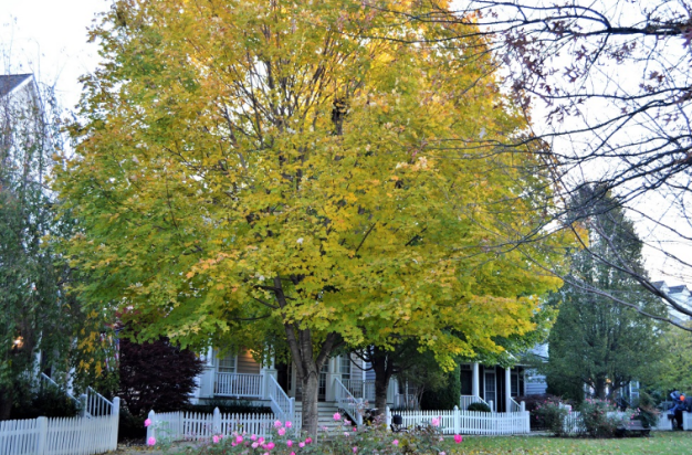 Acer saccharum