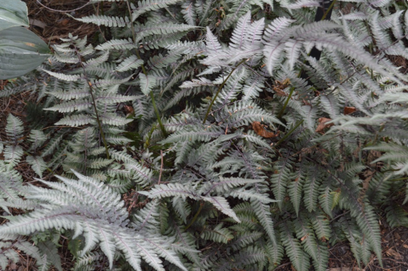 Athyrium niponicum var. pictum 'Burgundy Lace'