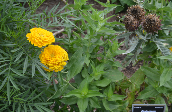 Zinnia elegans 'Benary's Giant Golden Yellow'