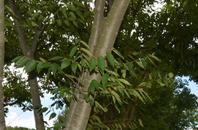 Zelkova serrata 'Schmidtlow'