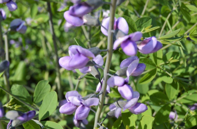 Baptisia 'Purple Smoke'