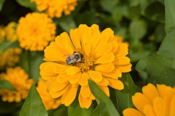 Zinnia elegans