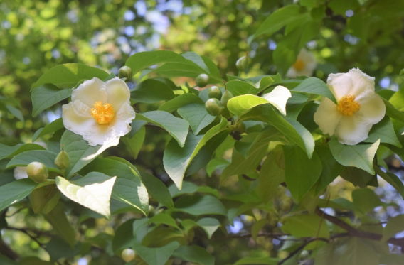 Stewartia pseudocamellia