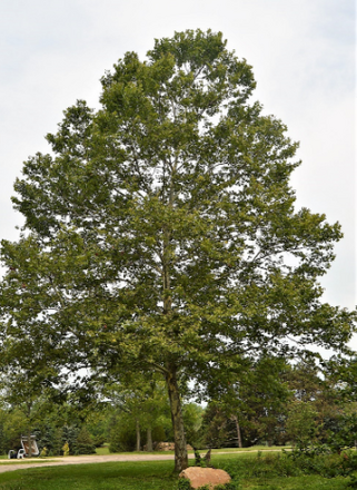 Platanus x acerifolia